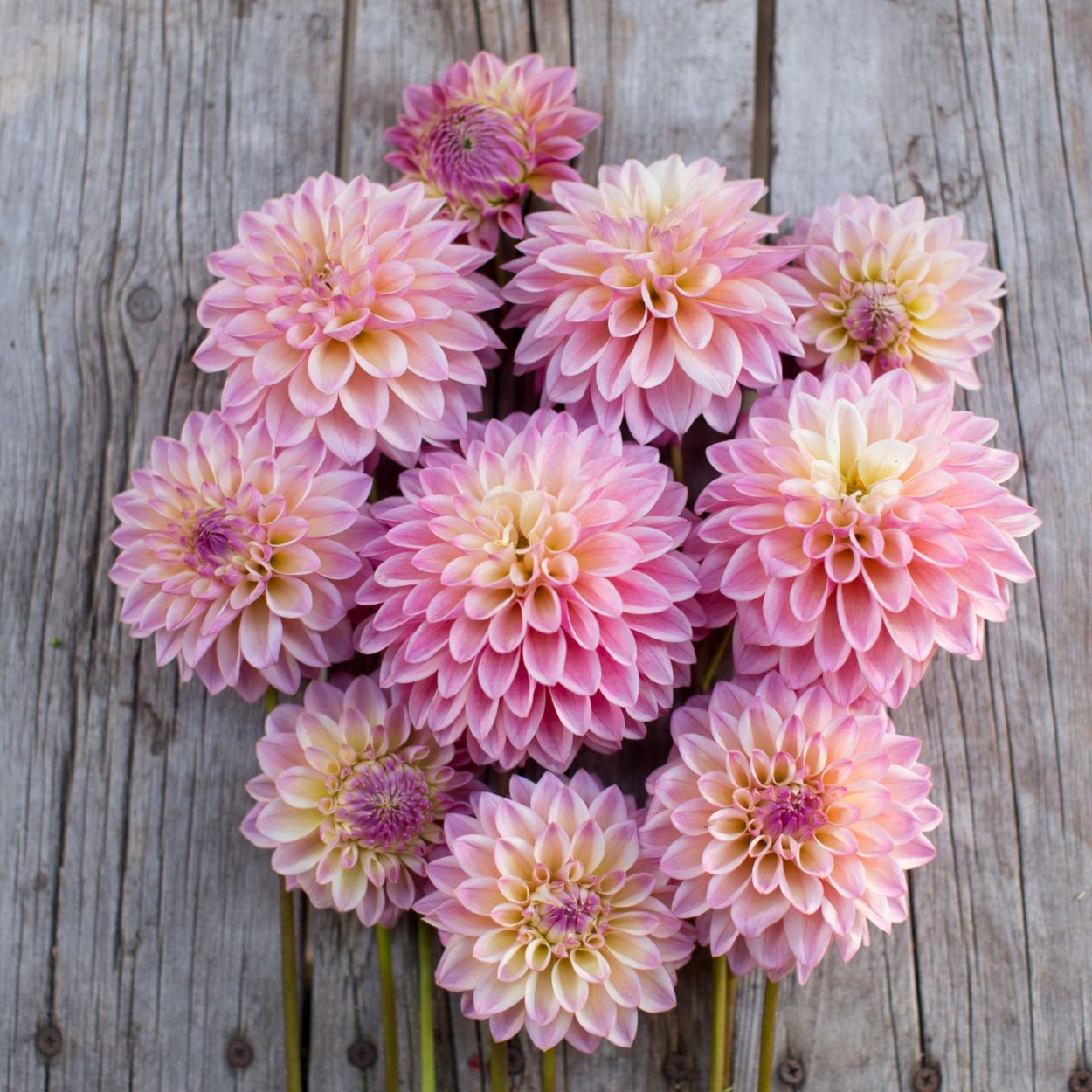 Георгин Цезарь Палас