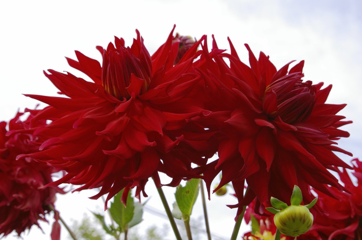 Георгина Санта Барбара