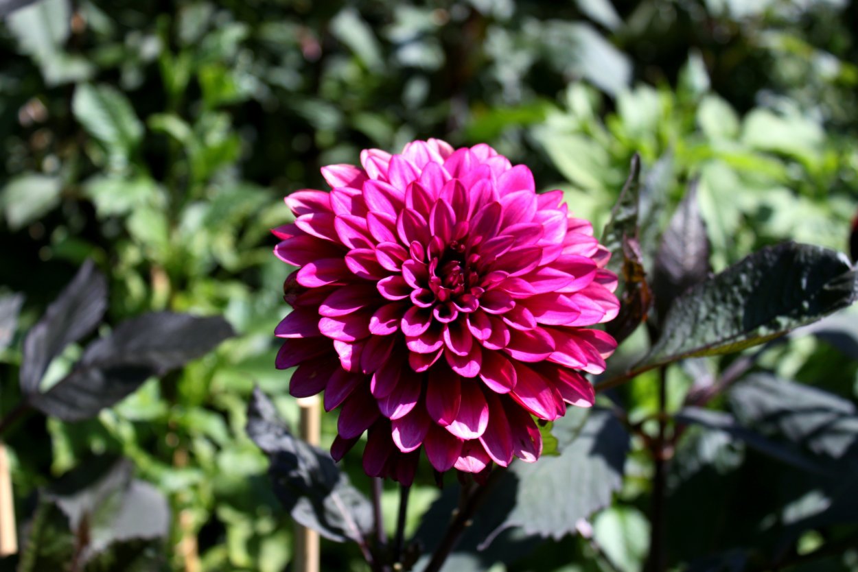 Георгин Хапет Блю айс