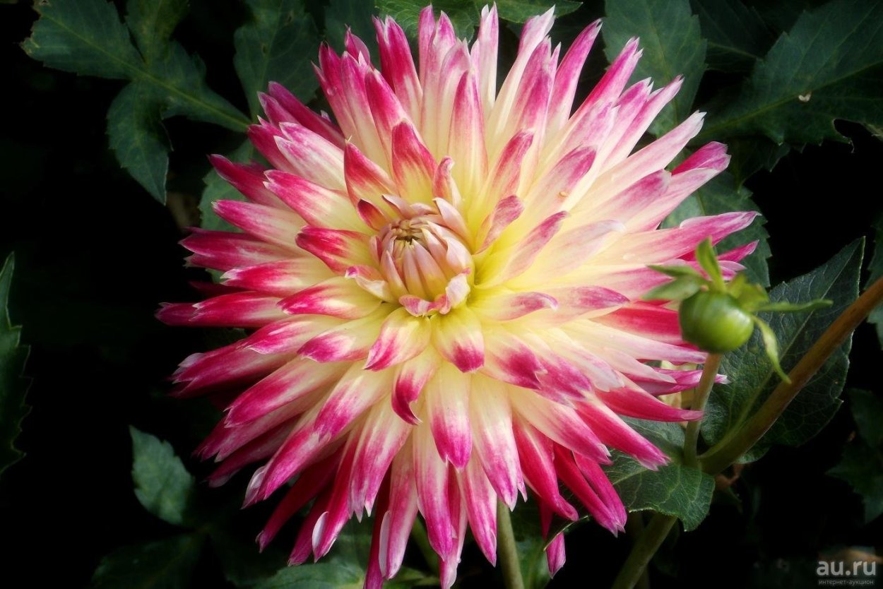 Георгины Милена