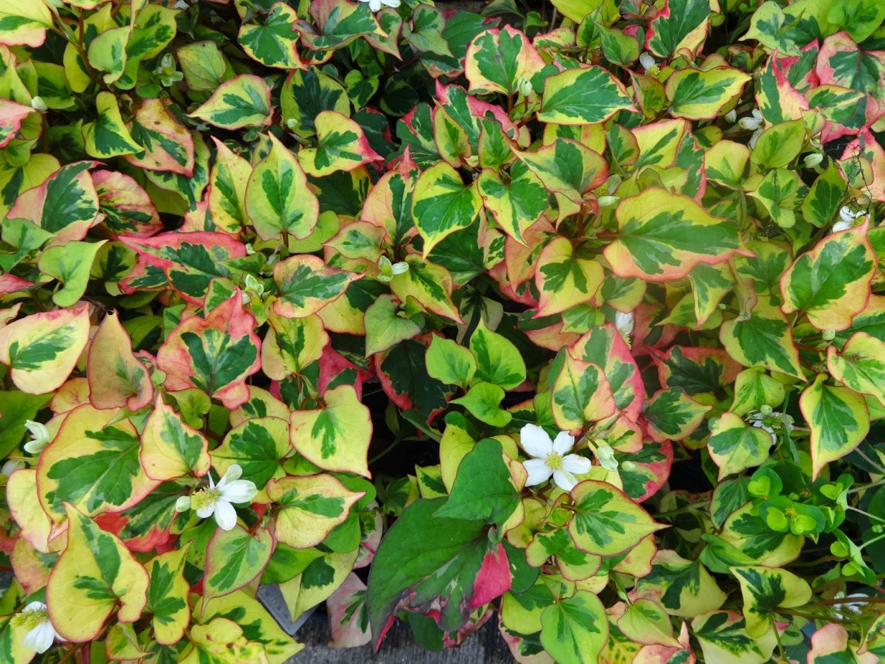 Houttuynia cordata Chameleon хауттюйния сердцевидная хамелеон