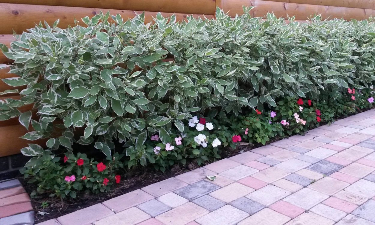 Миксбордер Хоста гейхера