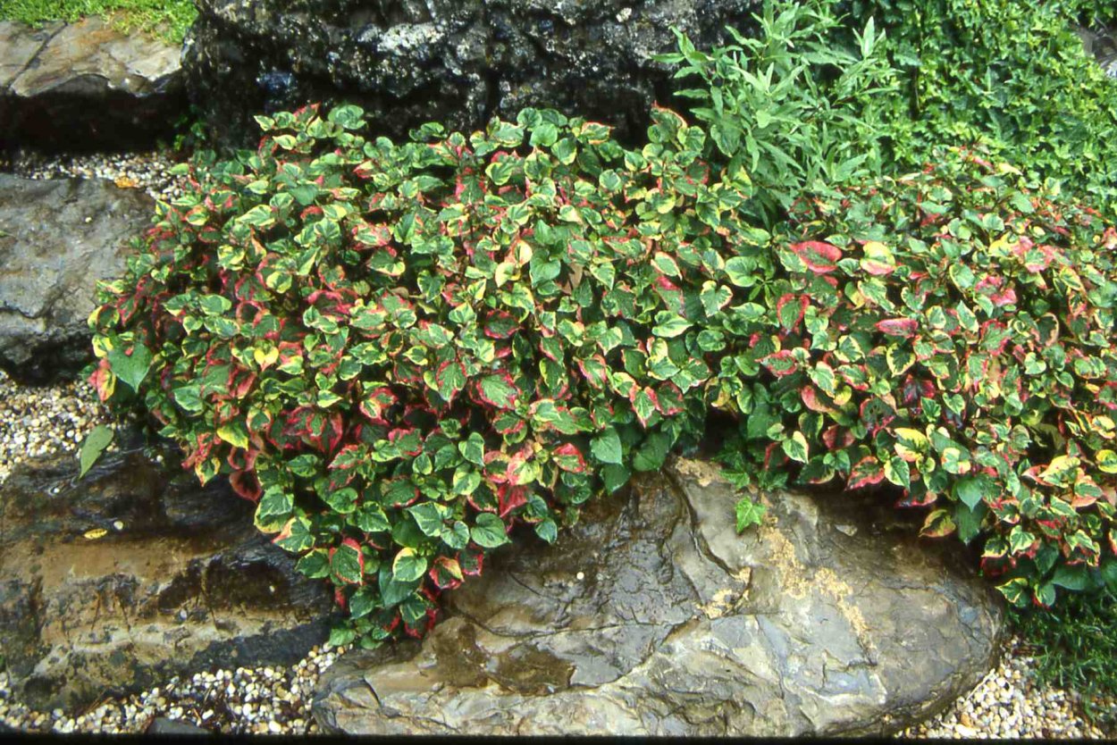 Колеус на клумбе