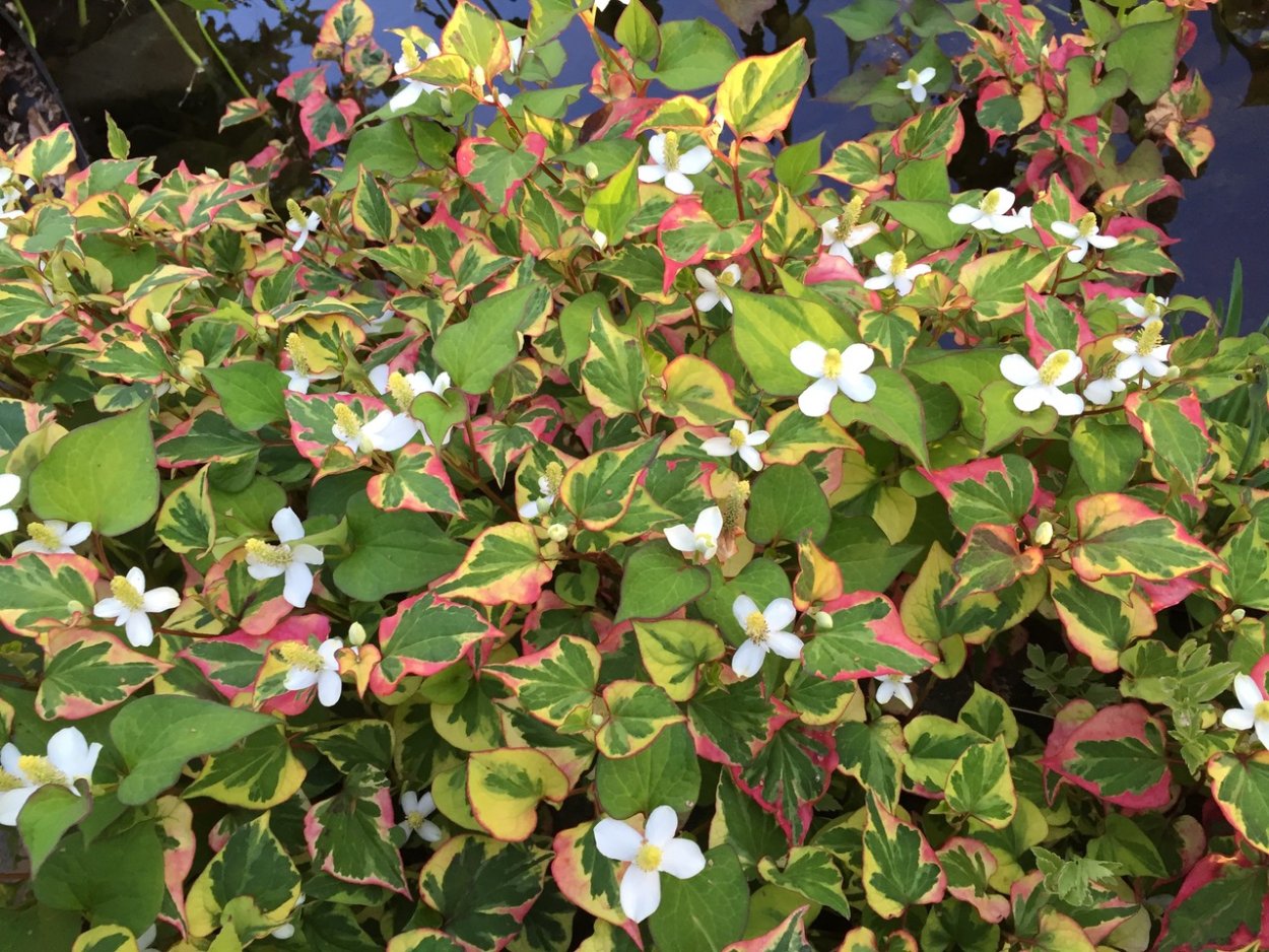 Пузыреплодник диабло