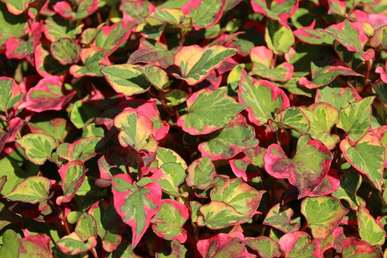 Хауттюйния сердцелистная плена