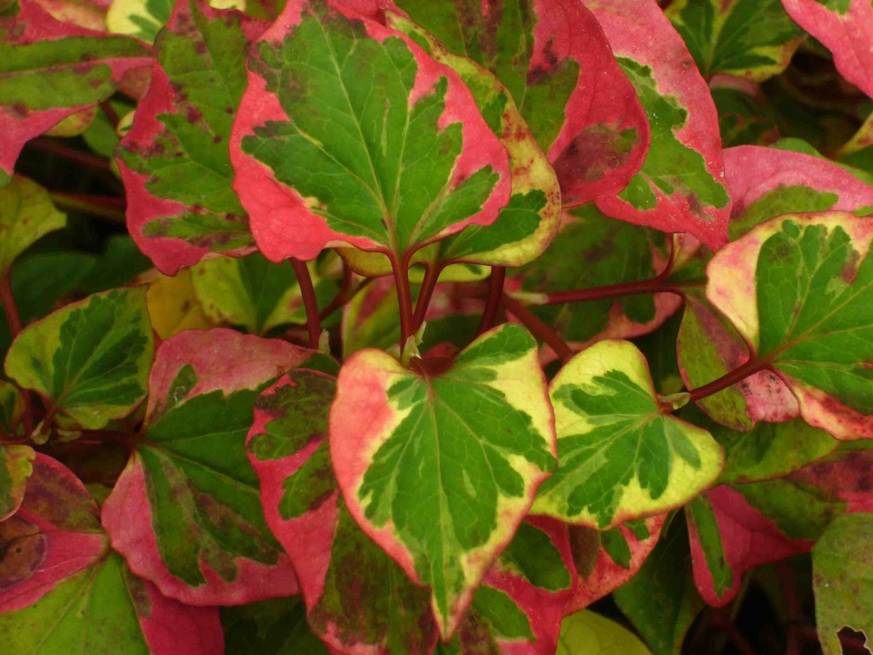 Гейхера гибридная черри кола