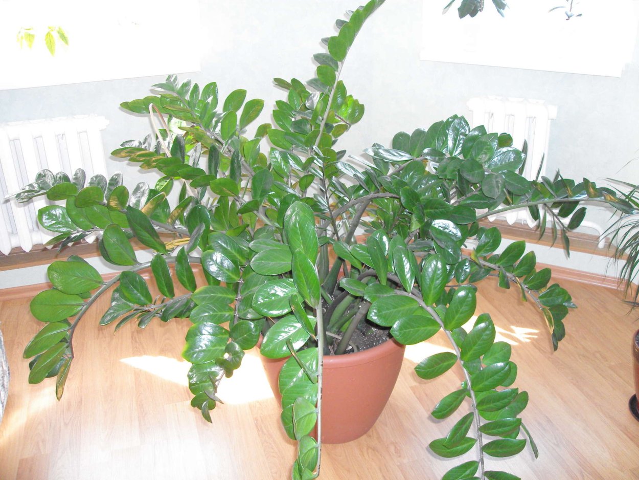 Крассула толстянка денежное дерево