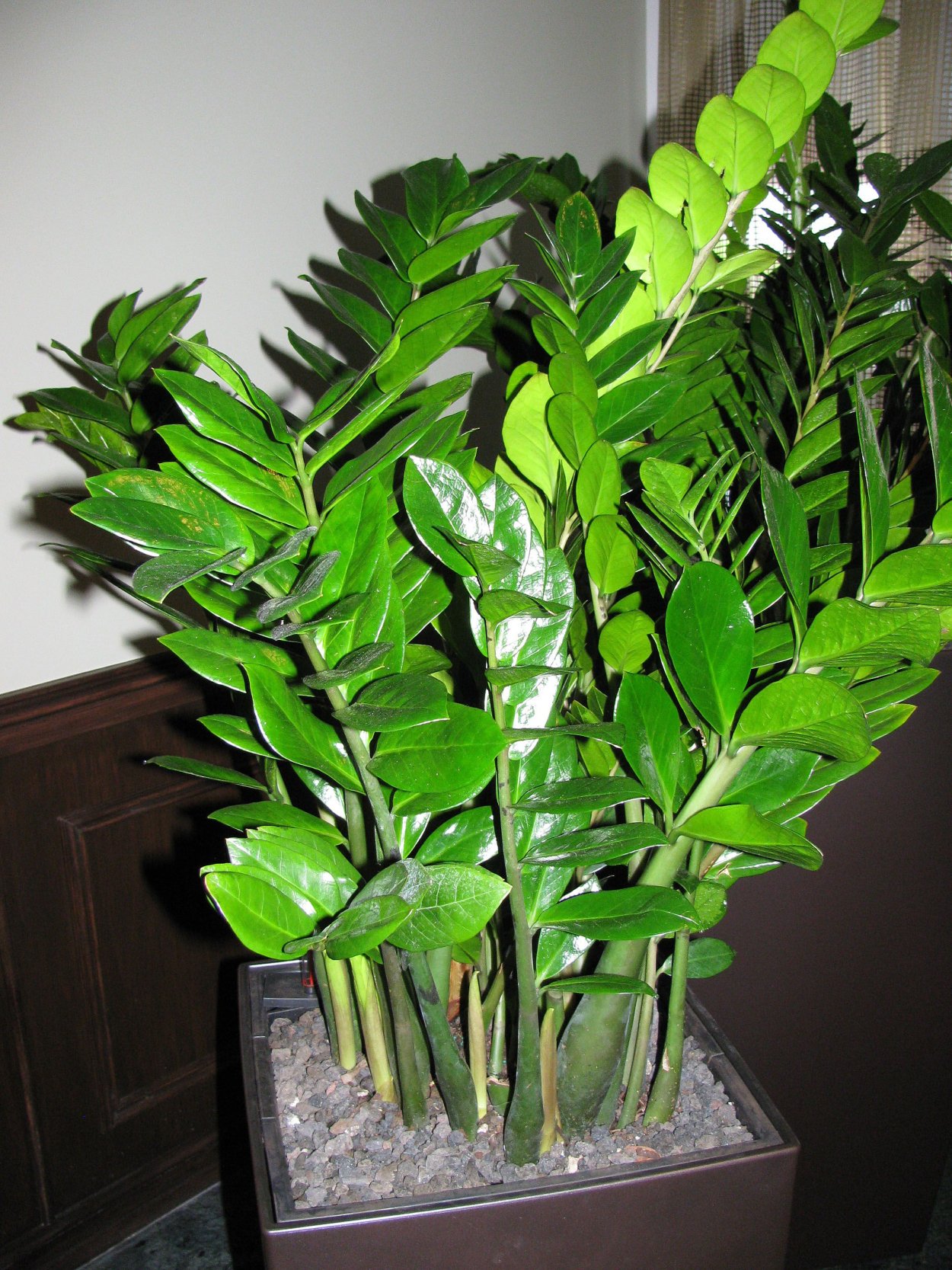 Замиокулькас цветок размножение