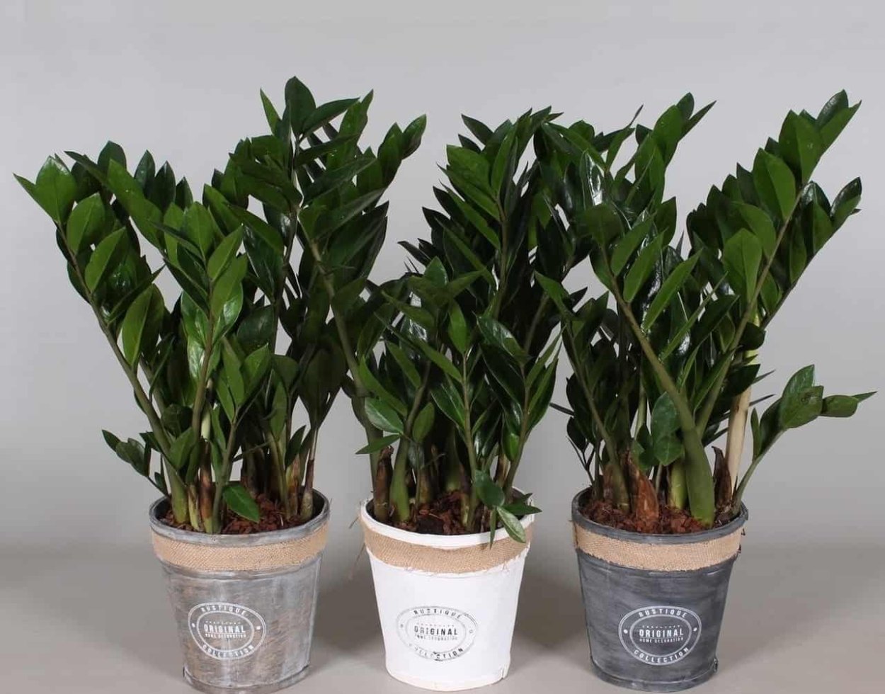 Замиокулькас замиелистный Zamioculcas zamiifolia