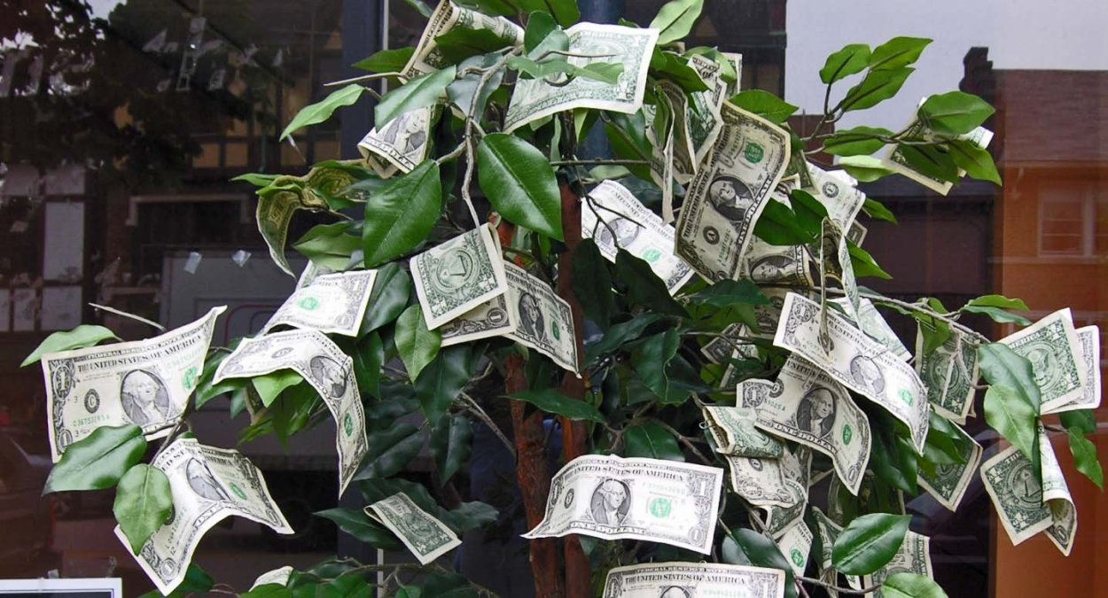 Замиокулькас цветок цветет