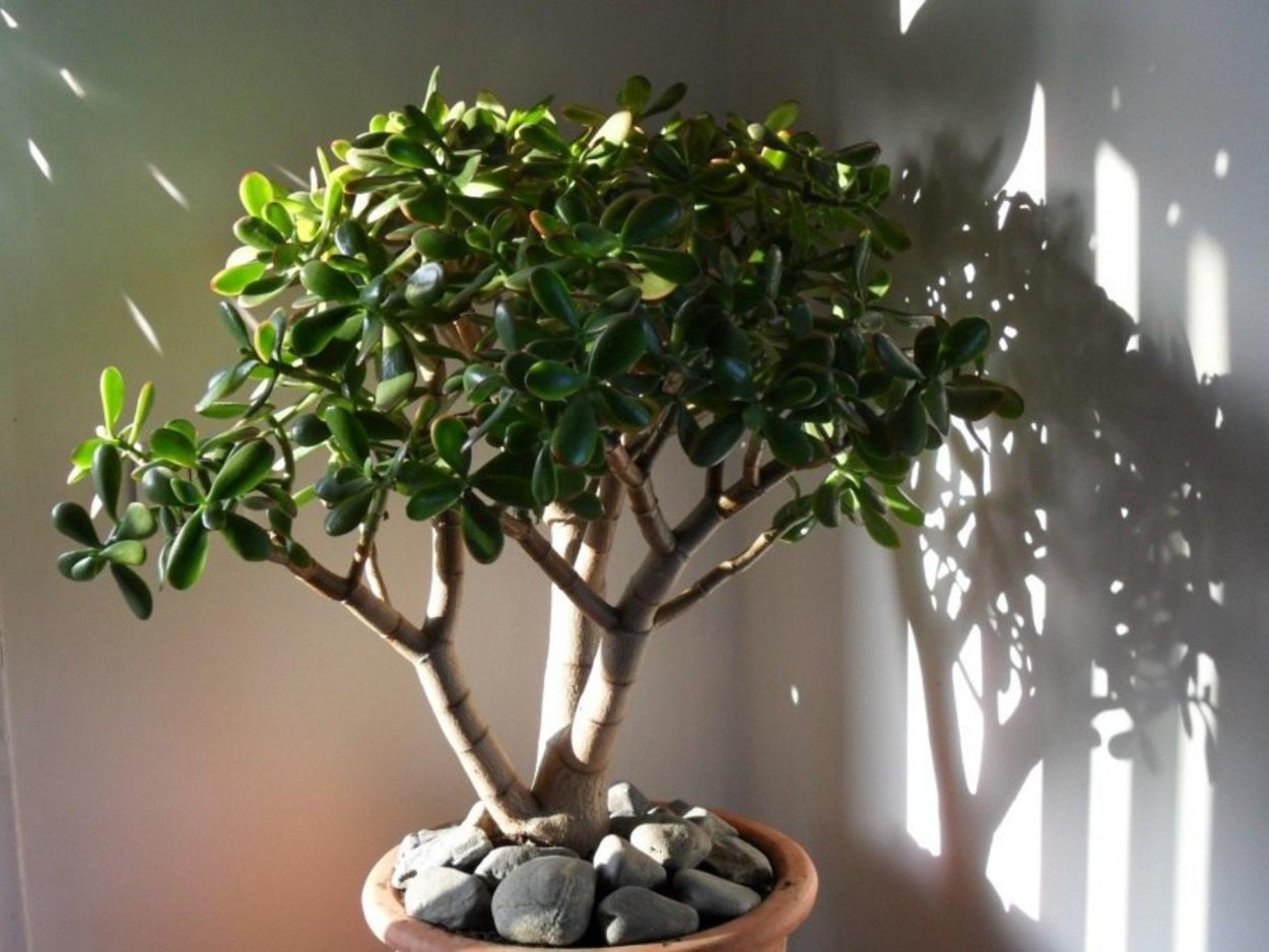 Замиокулькас Emerald Palm