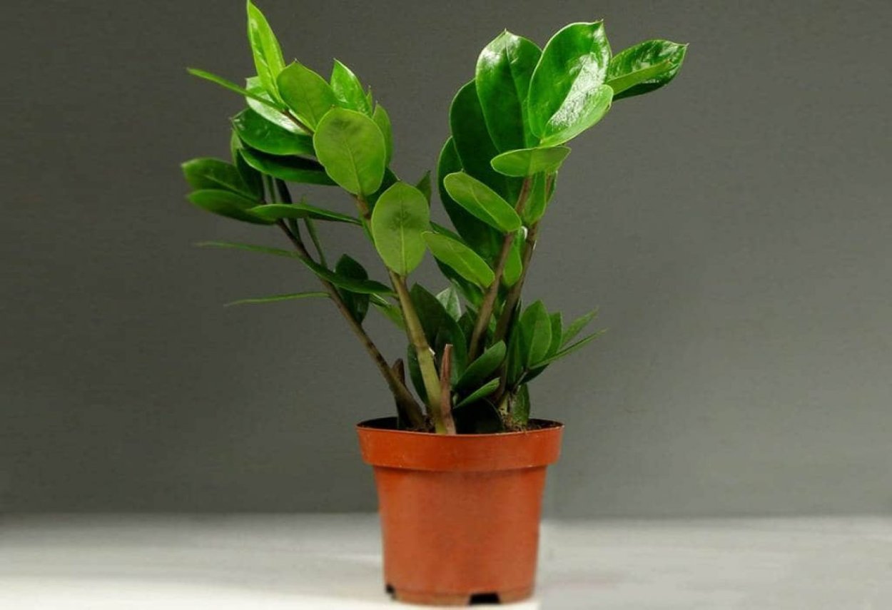 Замиокулькас долларовое дерево