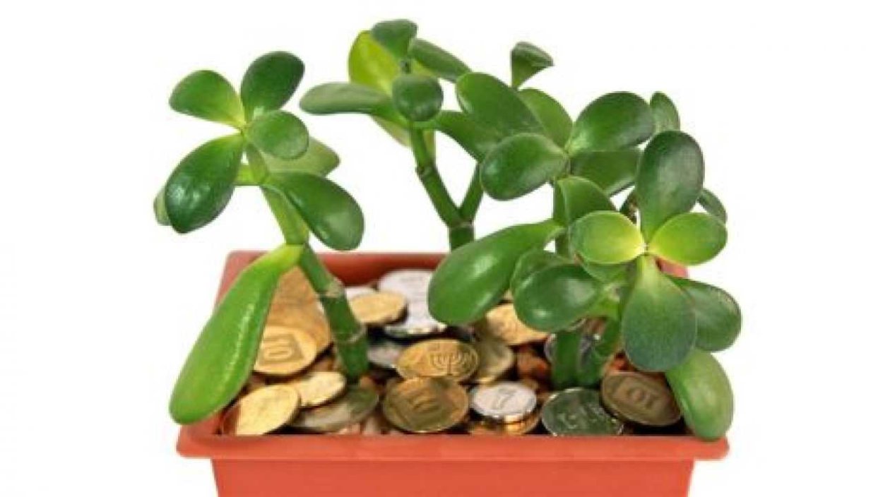 Замиокулькас замиелистный