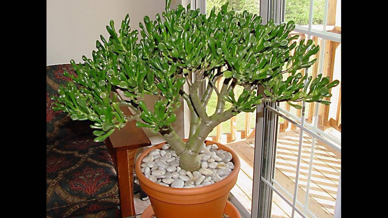 Советы для комнатных цветов