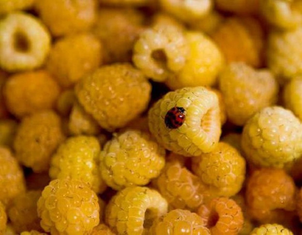 Сладкая желтая ягода