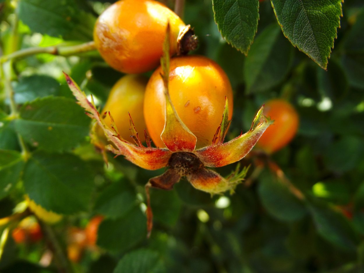 Шиповник Кокандский