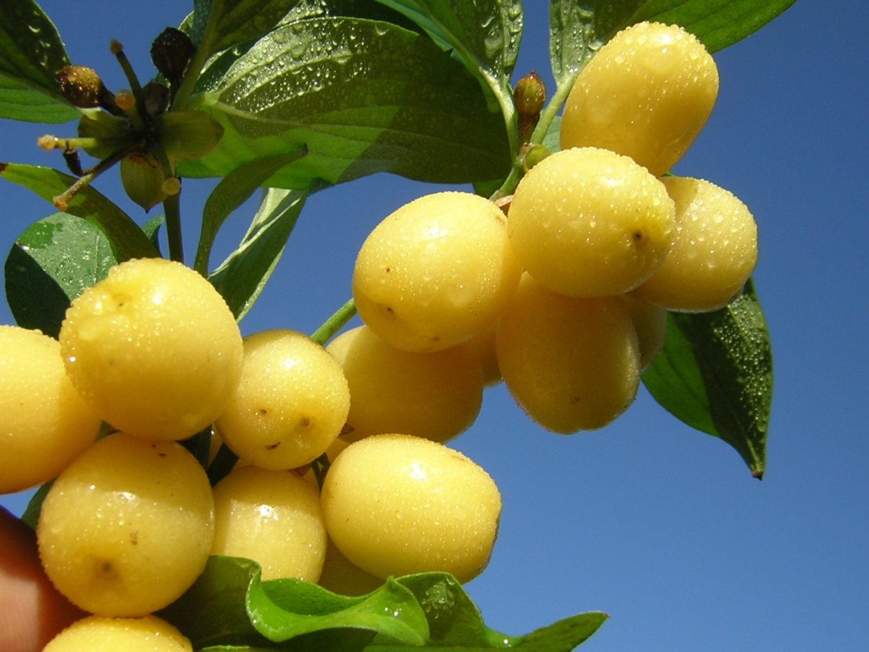 Кизил Желтоплодный