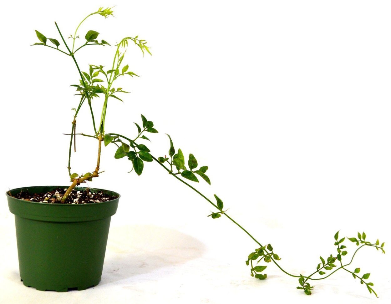 Полиантовый Жасмин черенок