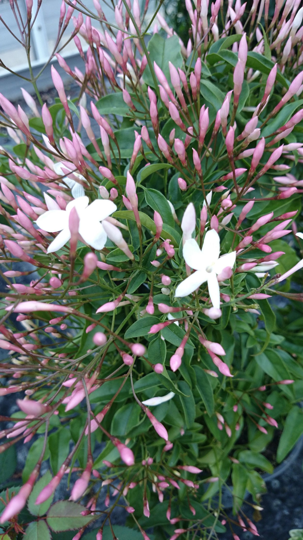 Жасмин полиантовый розовый