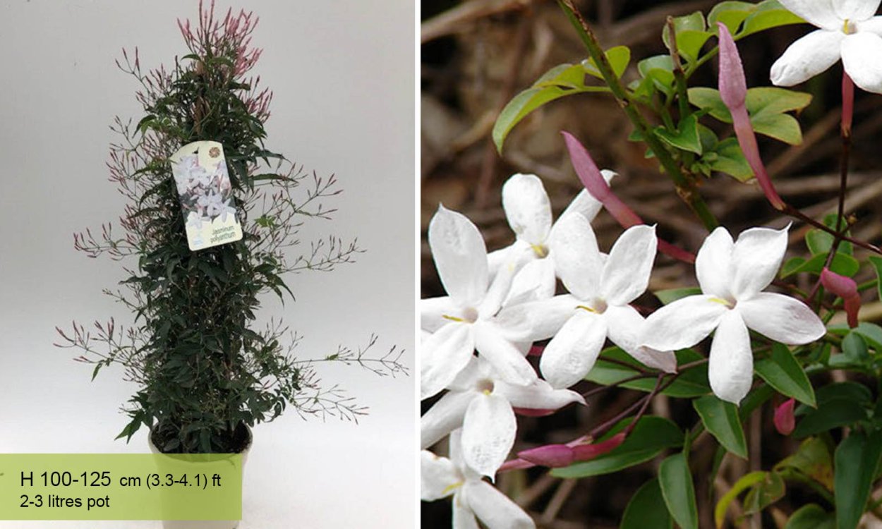 Jasminum polyanthum (Pink Jasmine)