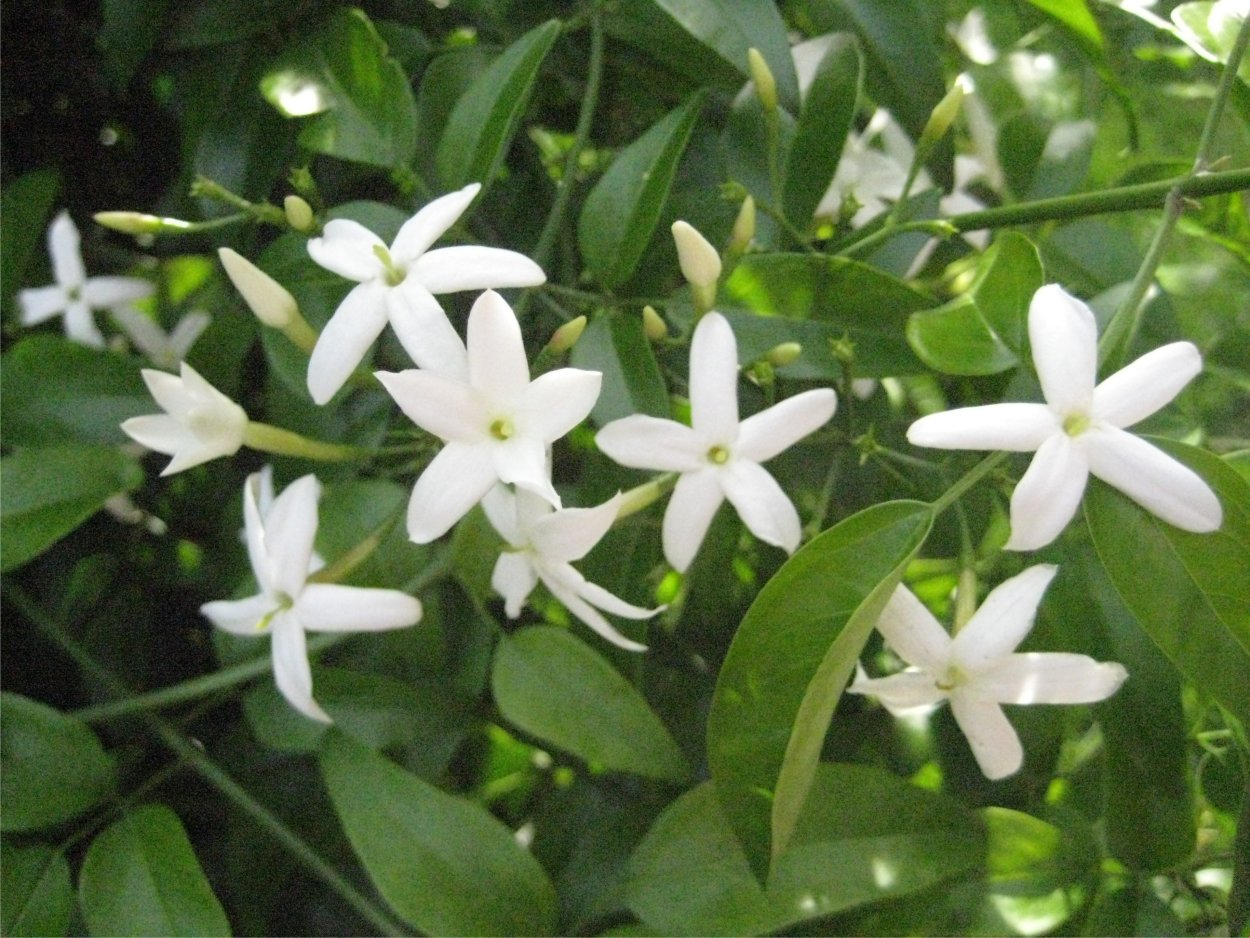 Жасмин полиантовый