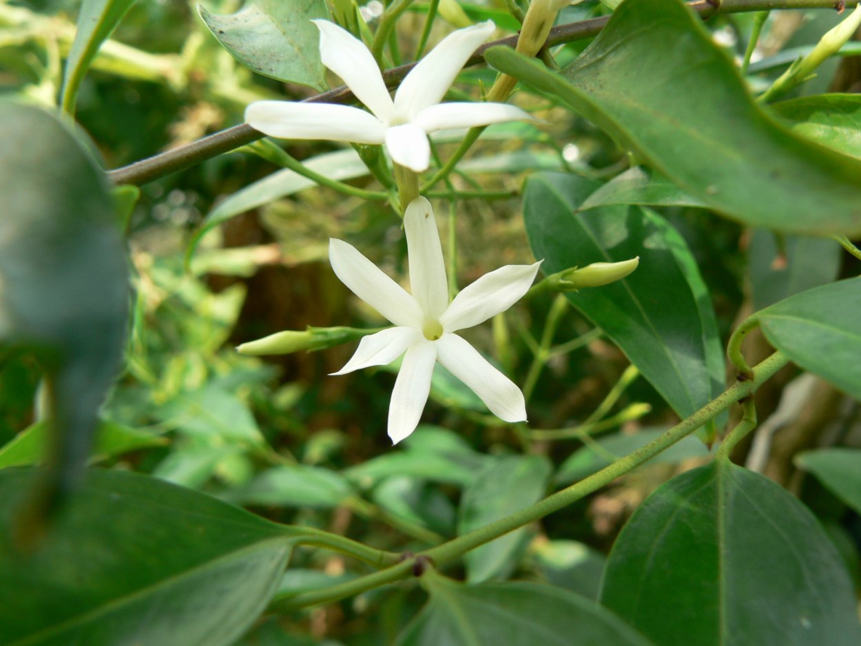 Jasminum leratii