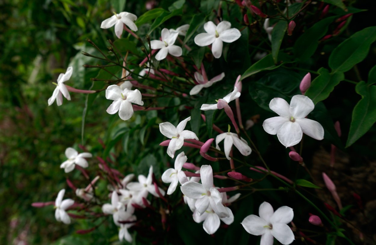Jasminum abyssinicum