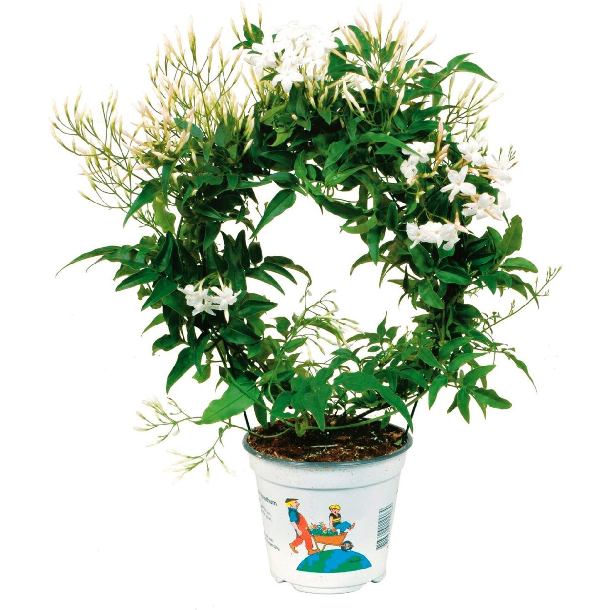 Жасмин многоцветковый (полиантум)