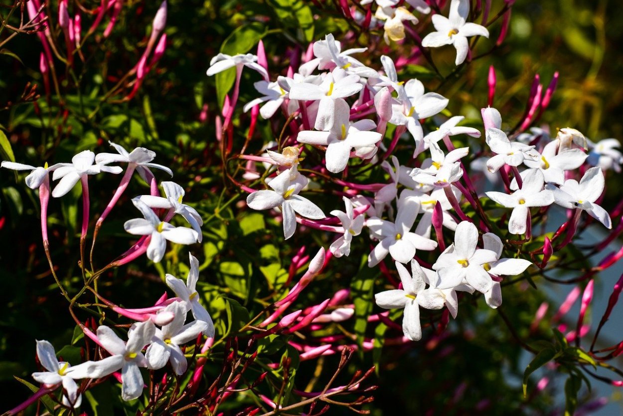 Jasminum polyanthum