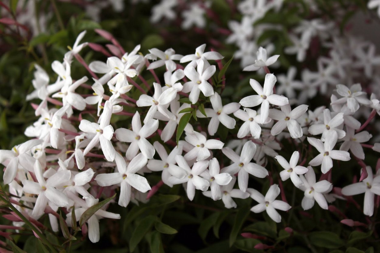 Жасмин тончайший (Jasminum gracillimum)