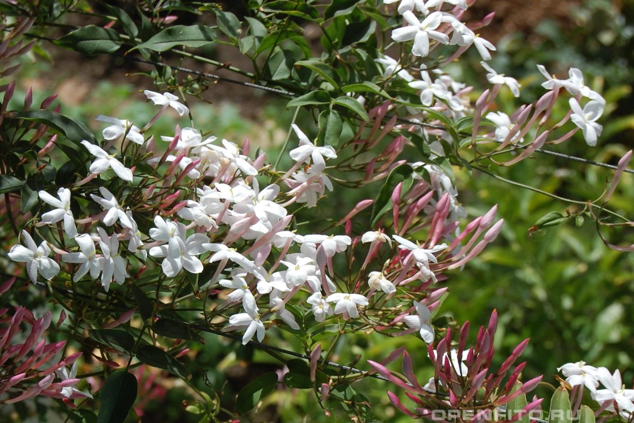Жасмин многоцветковый (Jasminum polyanthum)