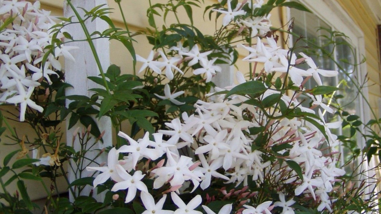 Жасмин многоцветковый полиантовый вьющийся