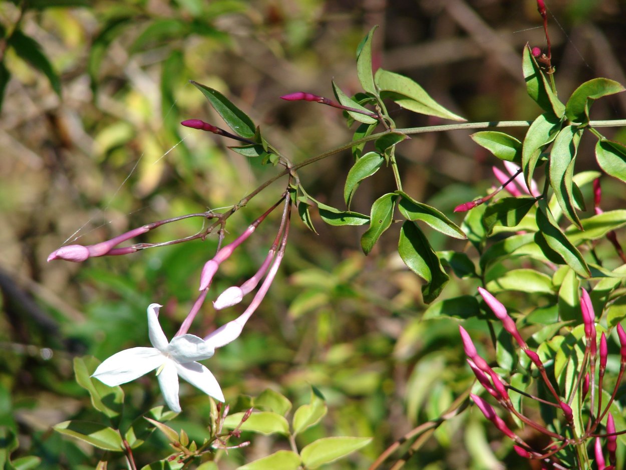 Jasminum polyanthum
