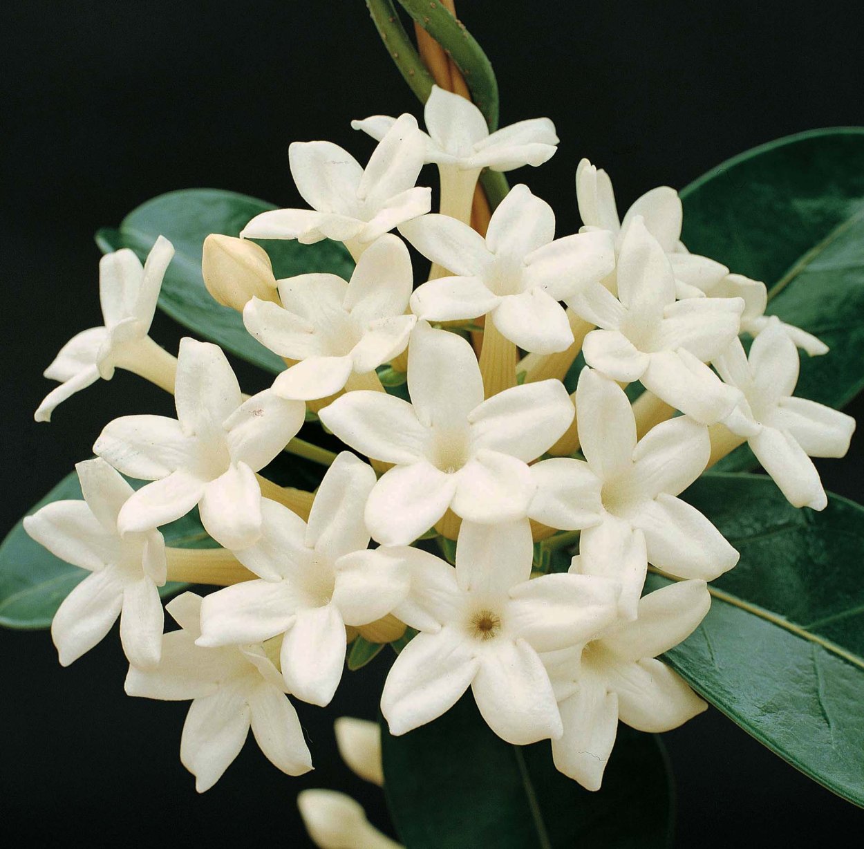 Стефанотис цветок Жасмин