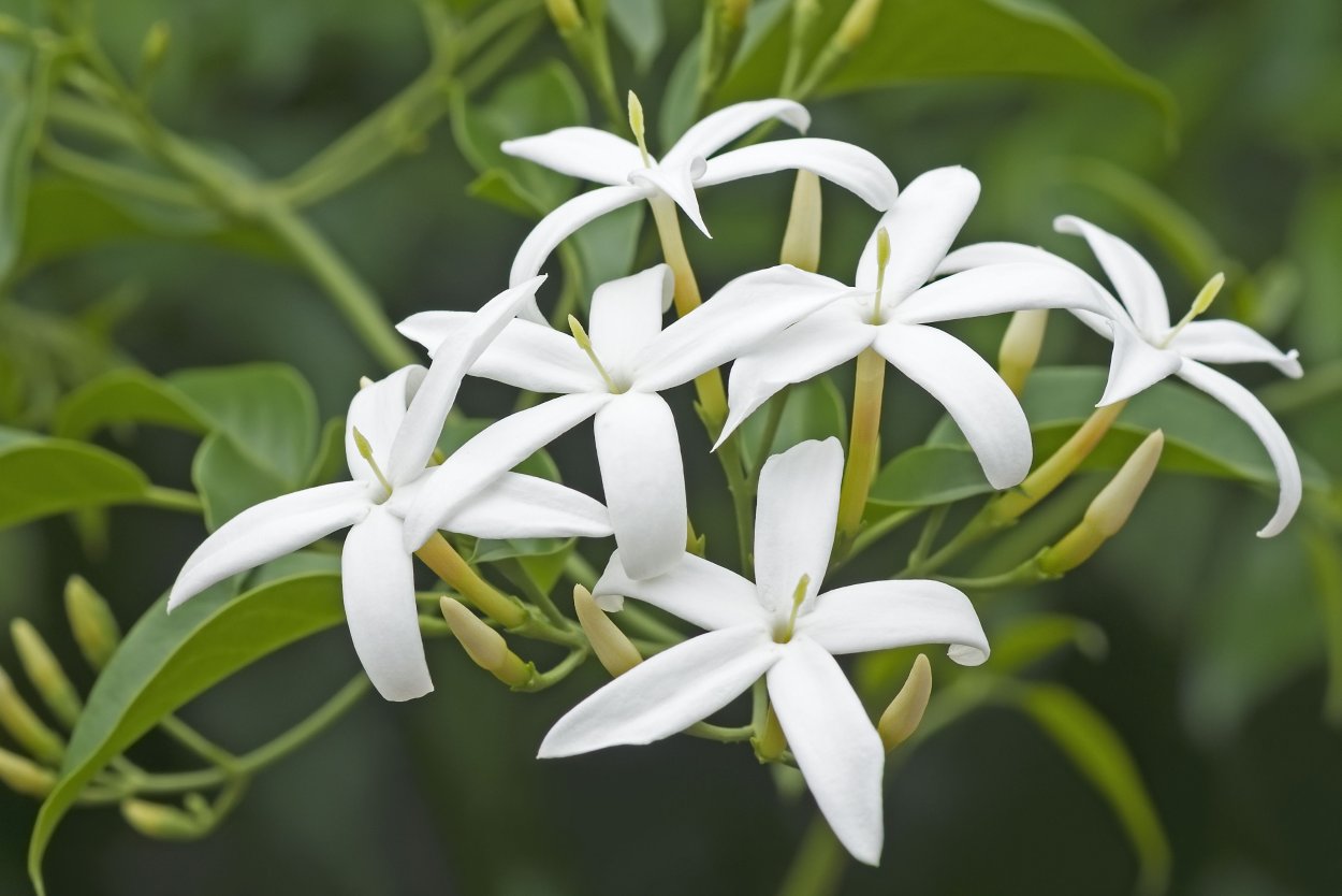 Jasminum tortuosum