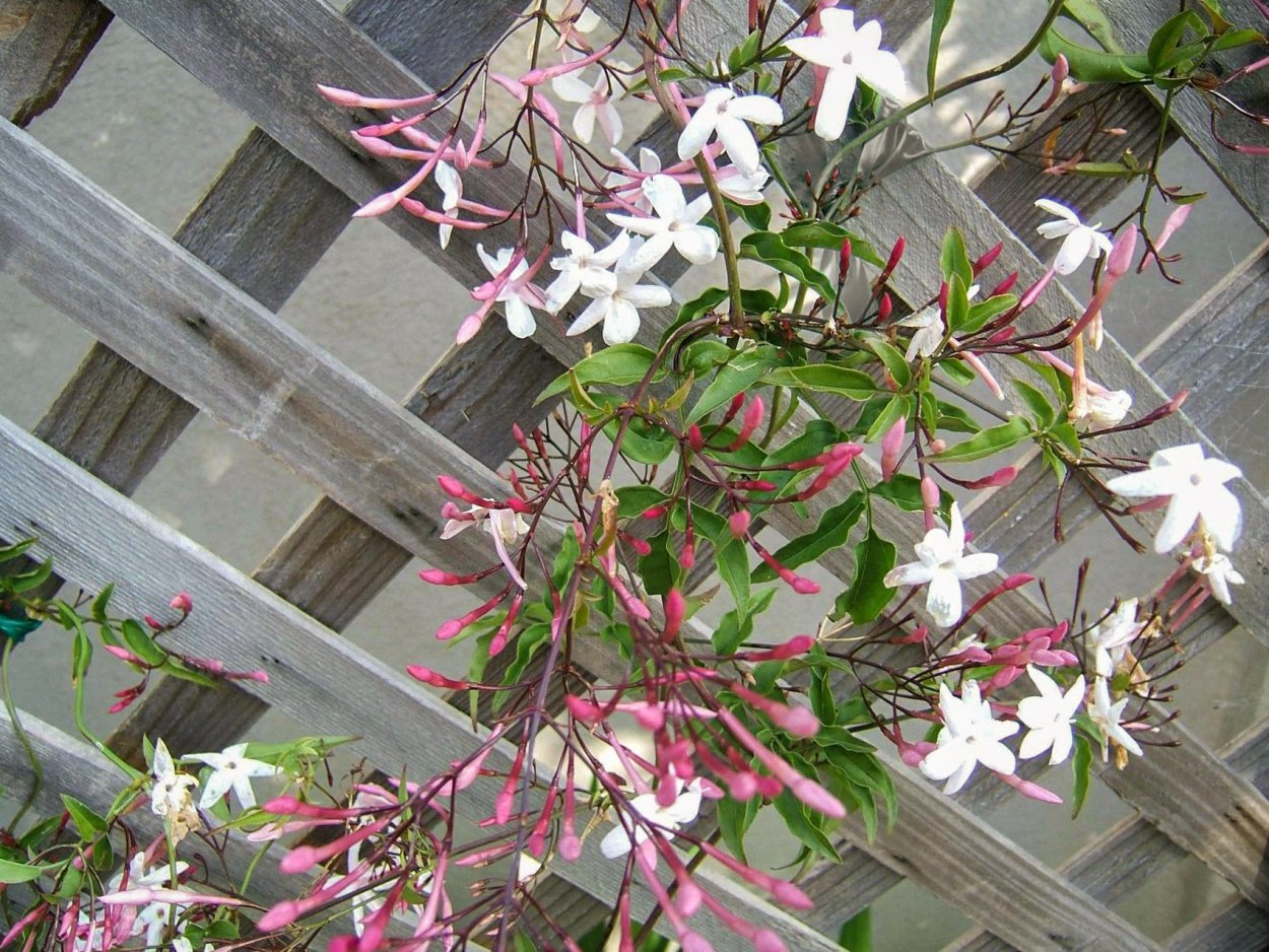 Жасмин сплющенный