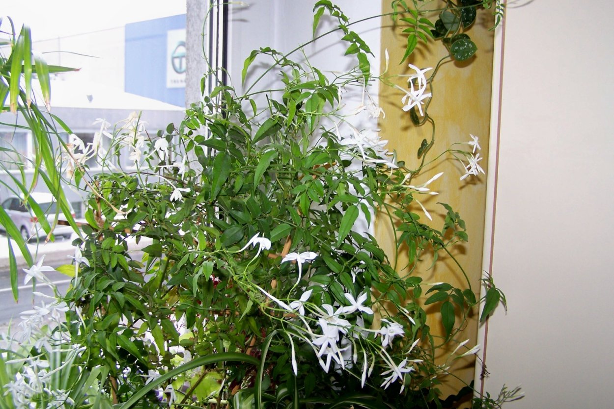 Жасмин многоцветковый (полиантум)