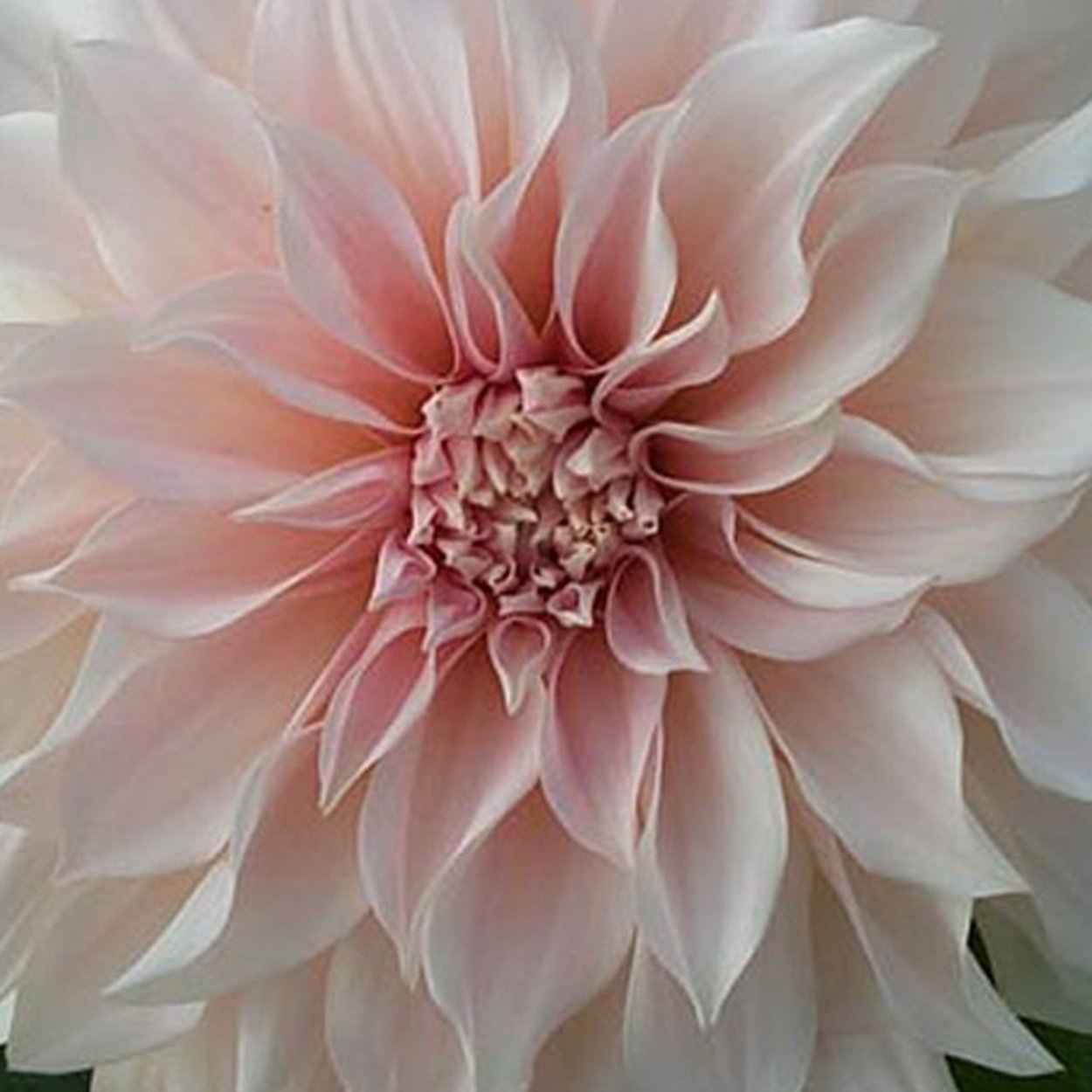 Dahlia Cafe au lait