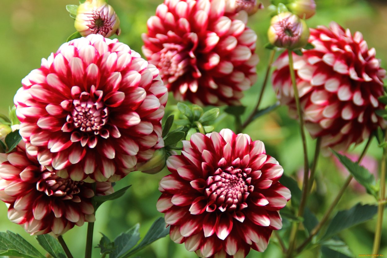 Георгины Dalina Maxi Merida