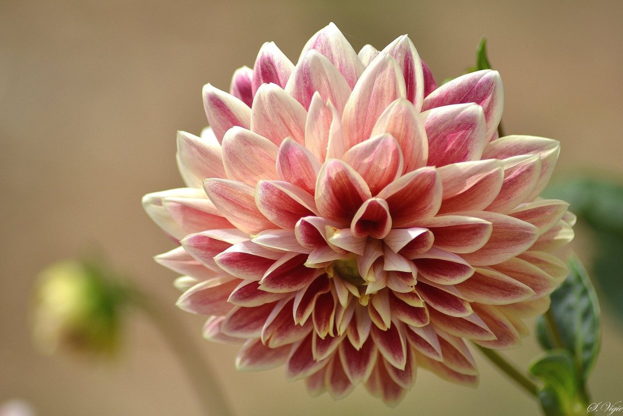 Георгин пестрый