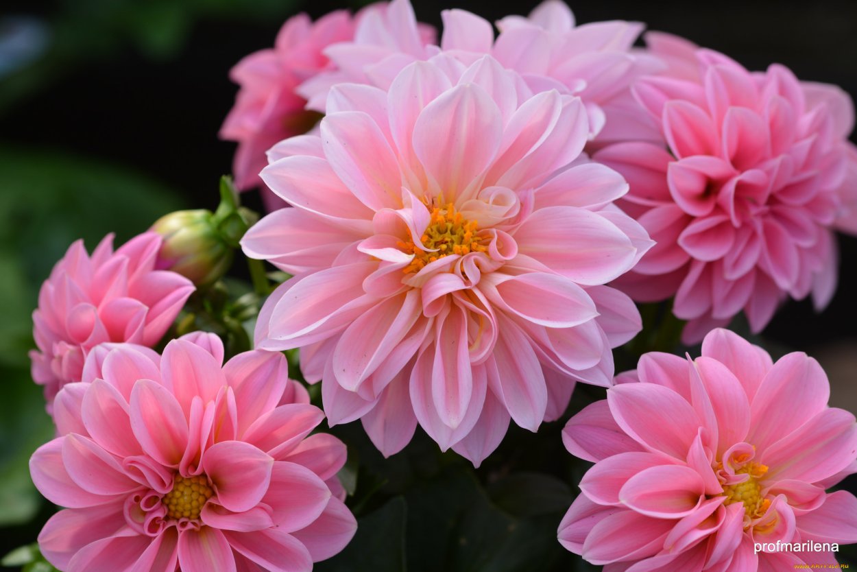 Георгина нежно