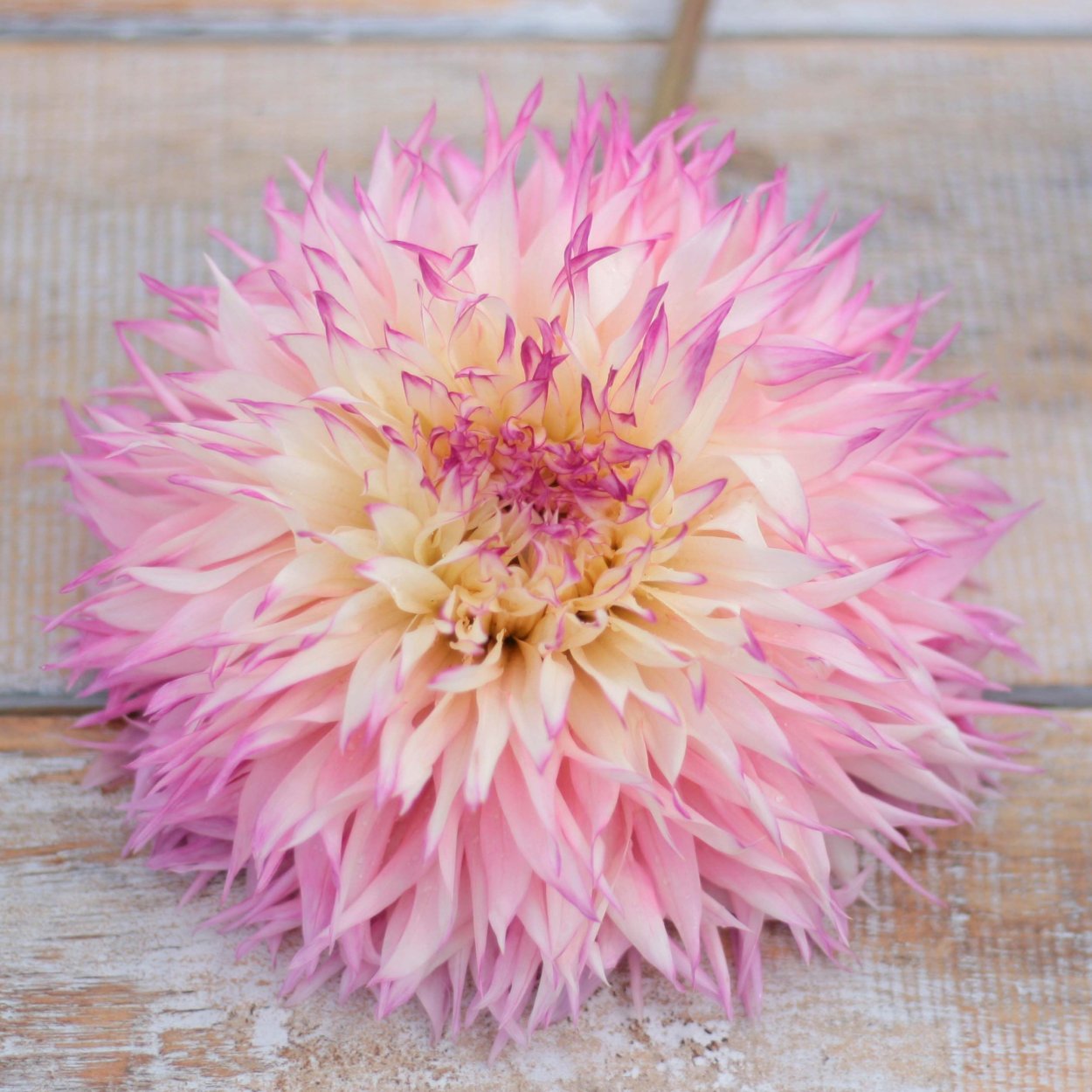 Георгин Далия 70