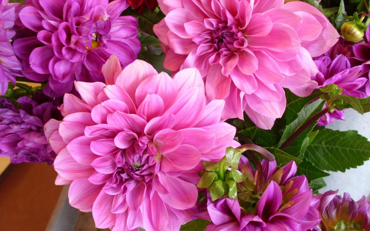 Пион Астра георгин