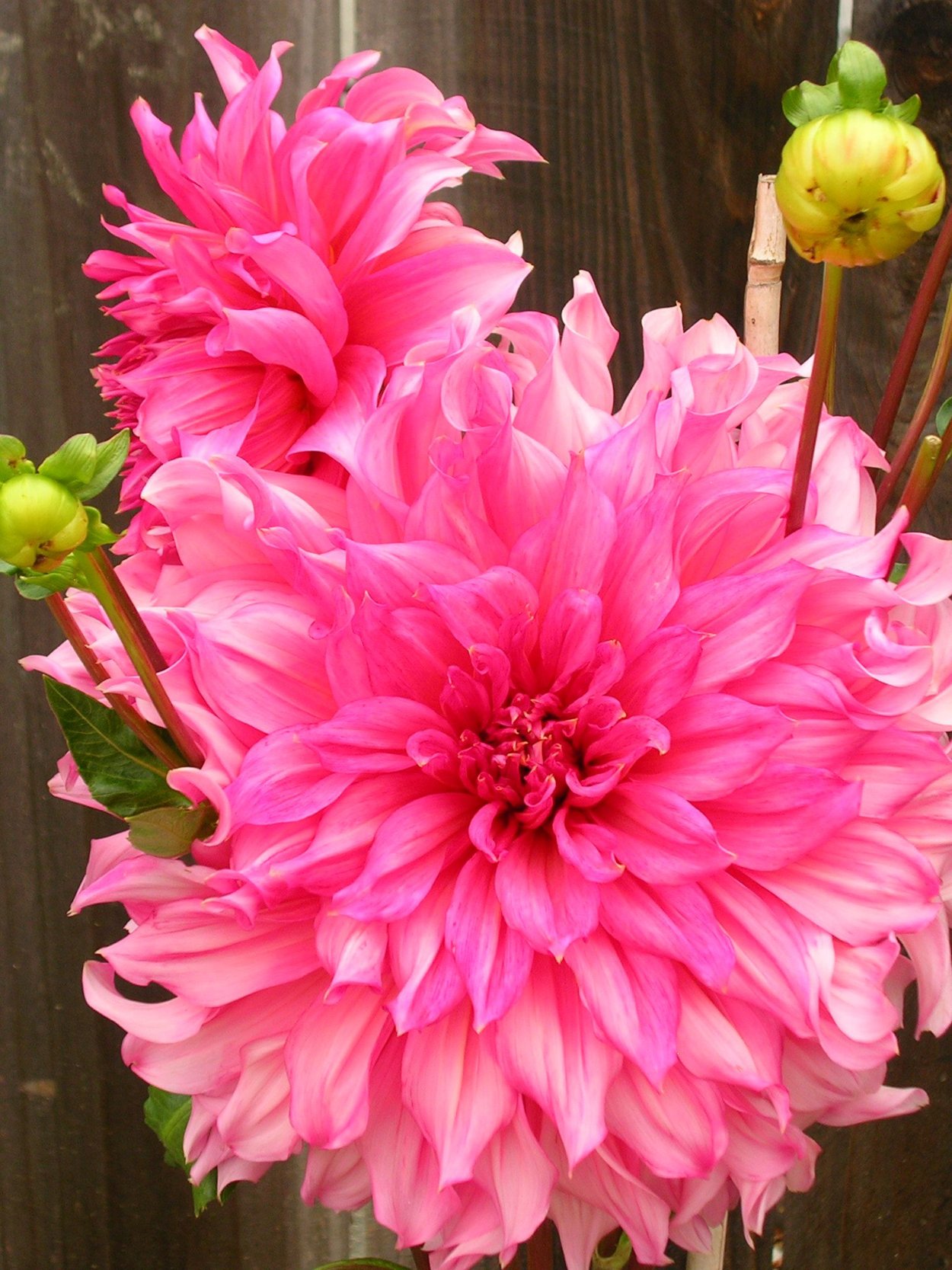 Георгин Галактика