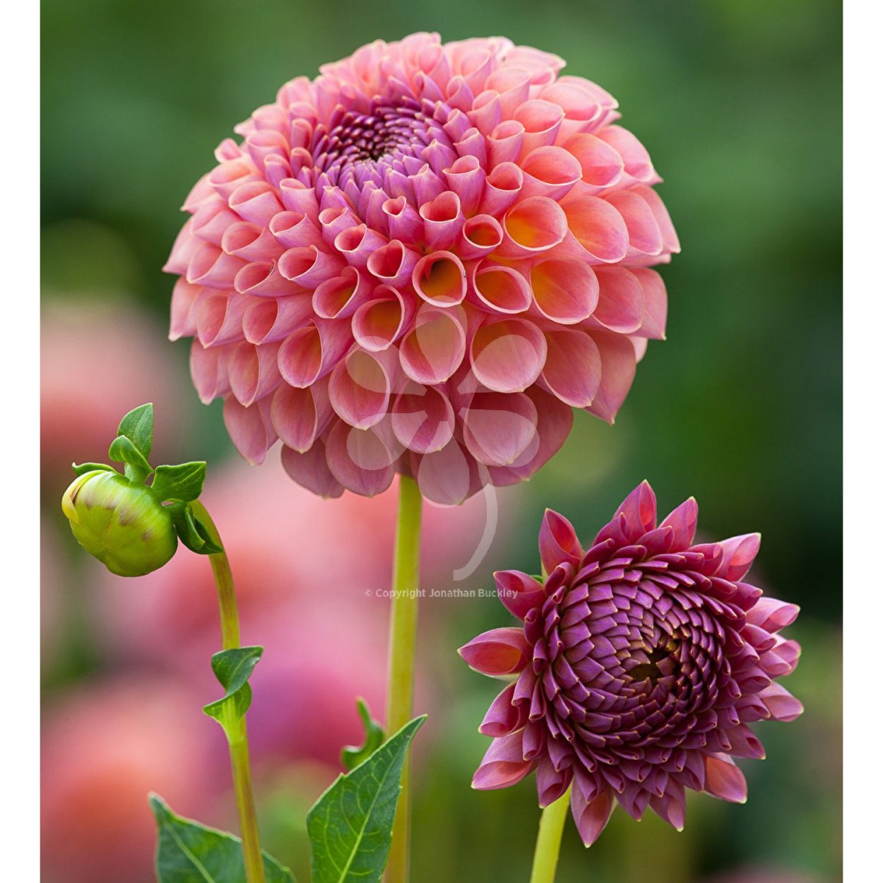 Jowey георгин