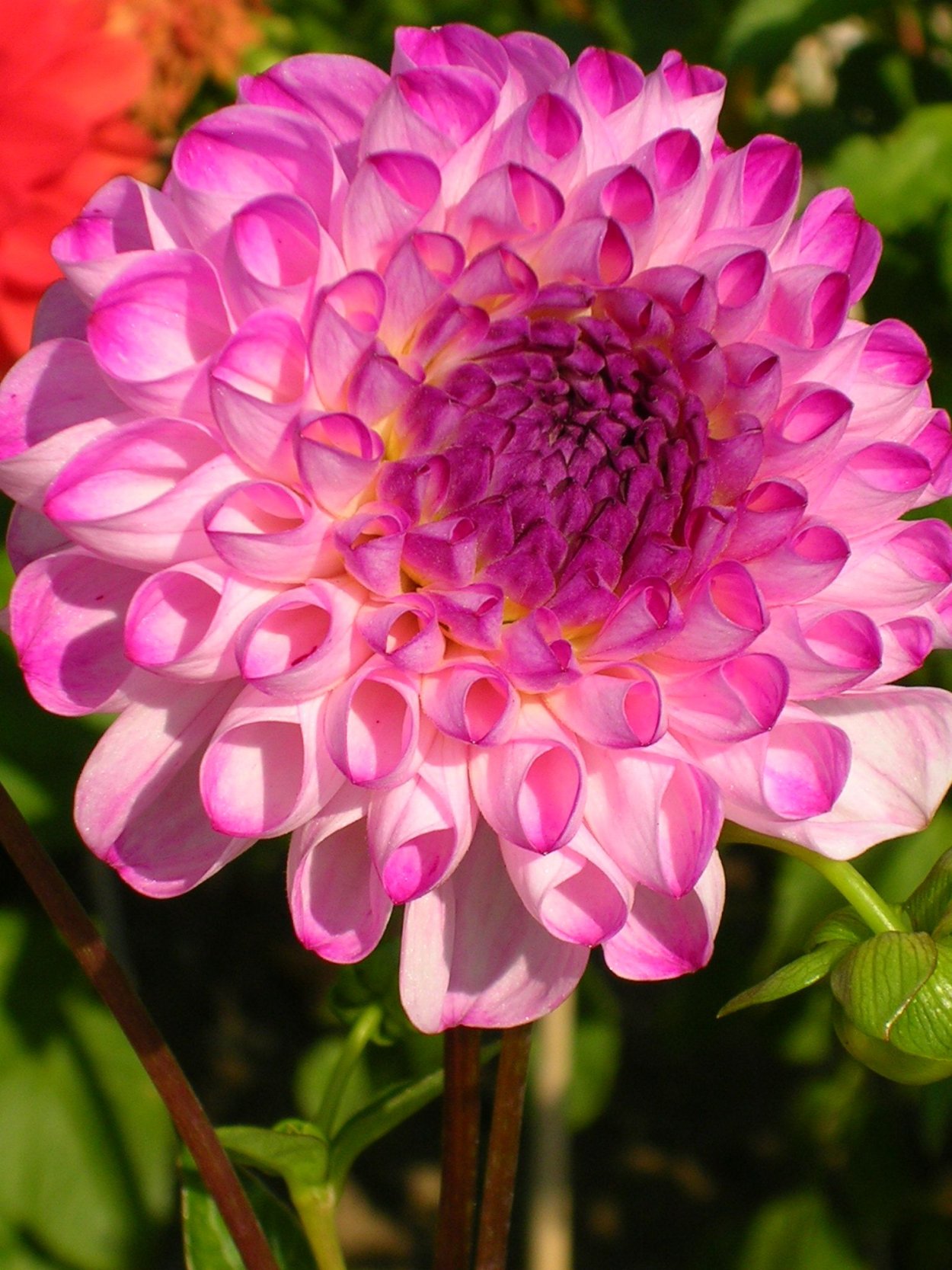 Георгины Блюберд