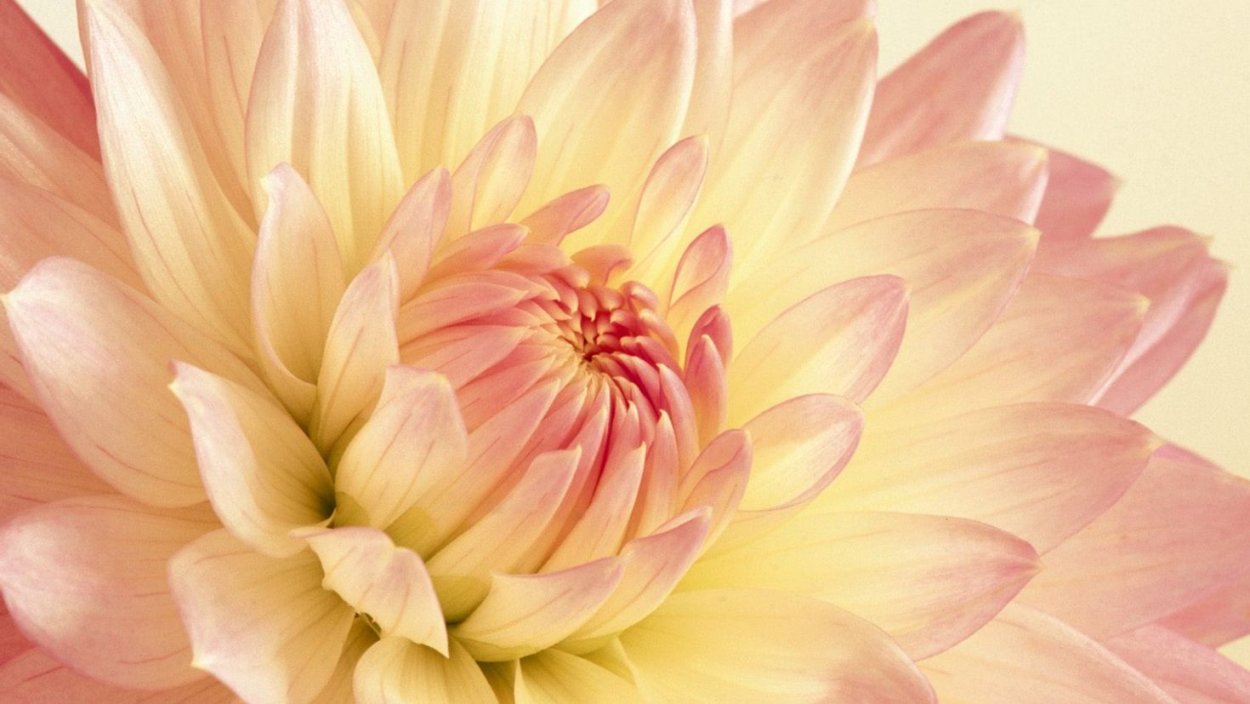 Цветы розовый желтый