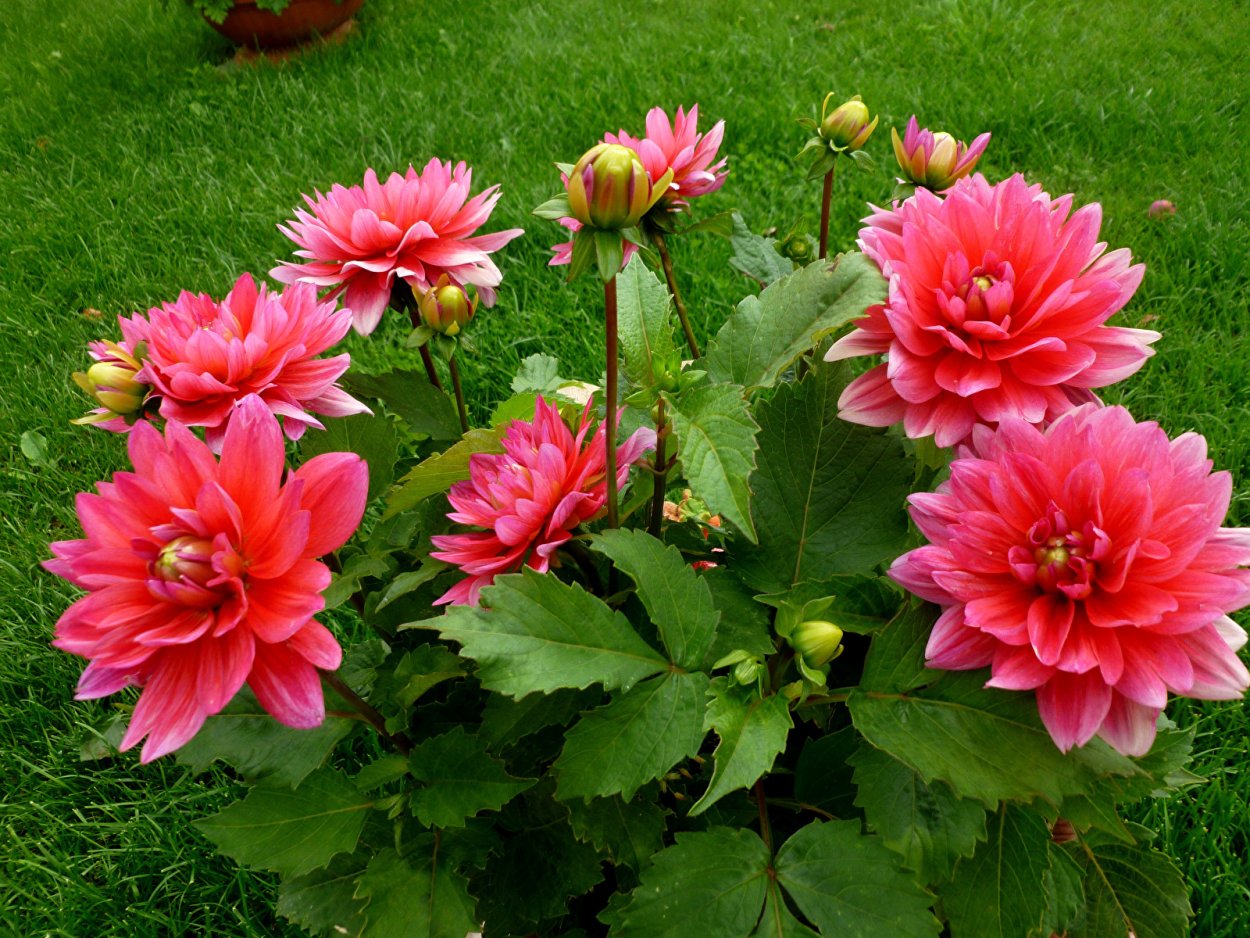 Открытки с георгинами