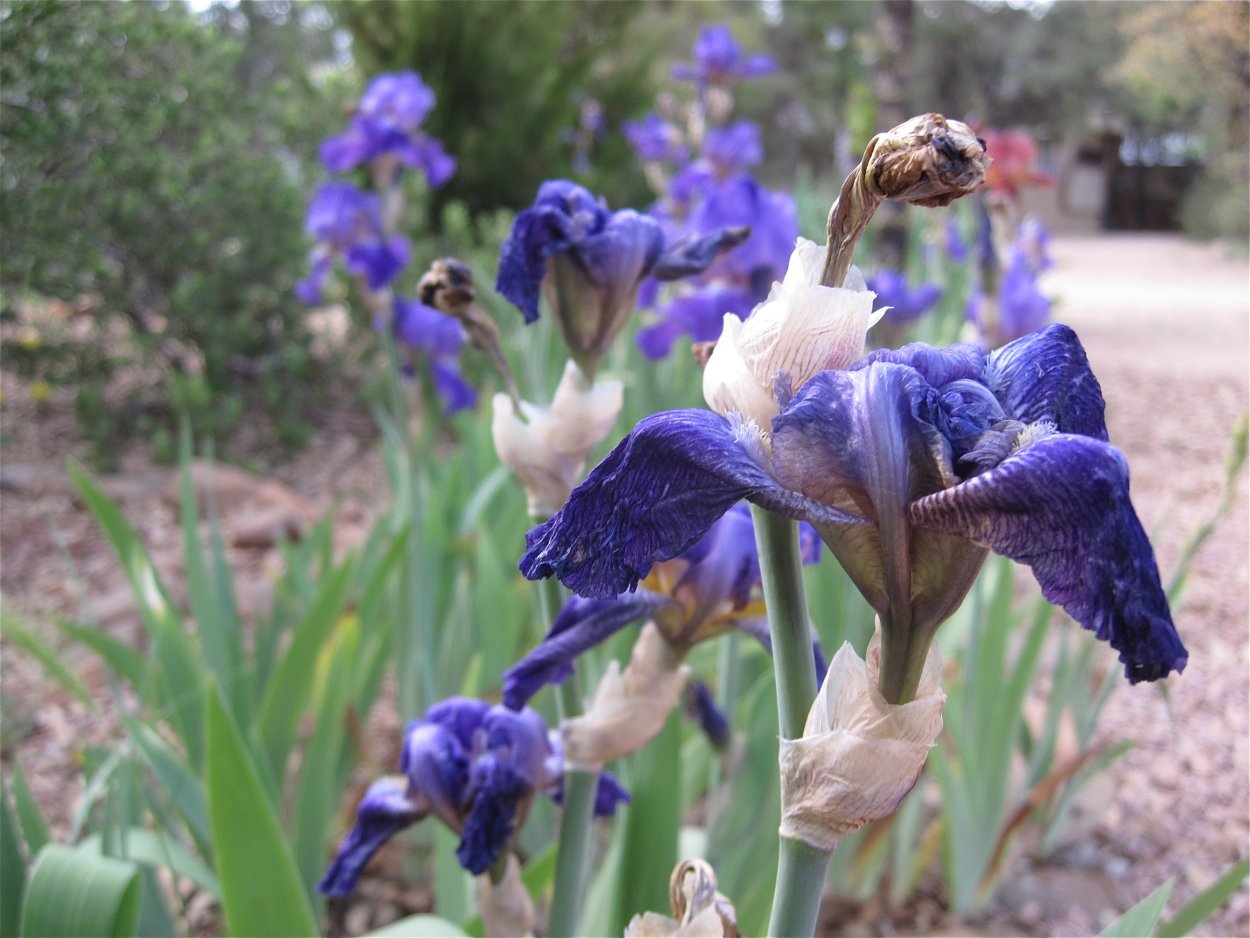 Болезни ирисов с фотографиями и их. Ирис версиколор. Ирис Сибирский ’Lavender Bounty’. Ирис версиколор гомеопатия. Ирис тонколистный.