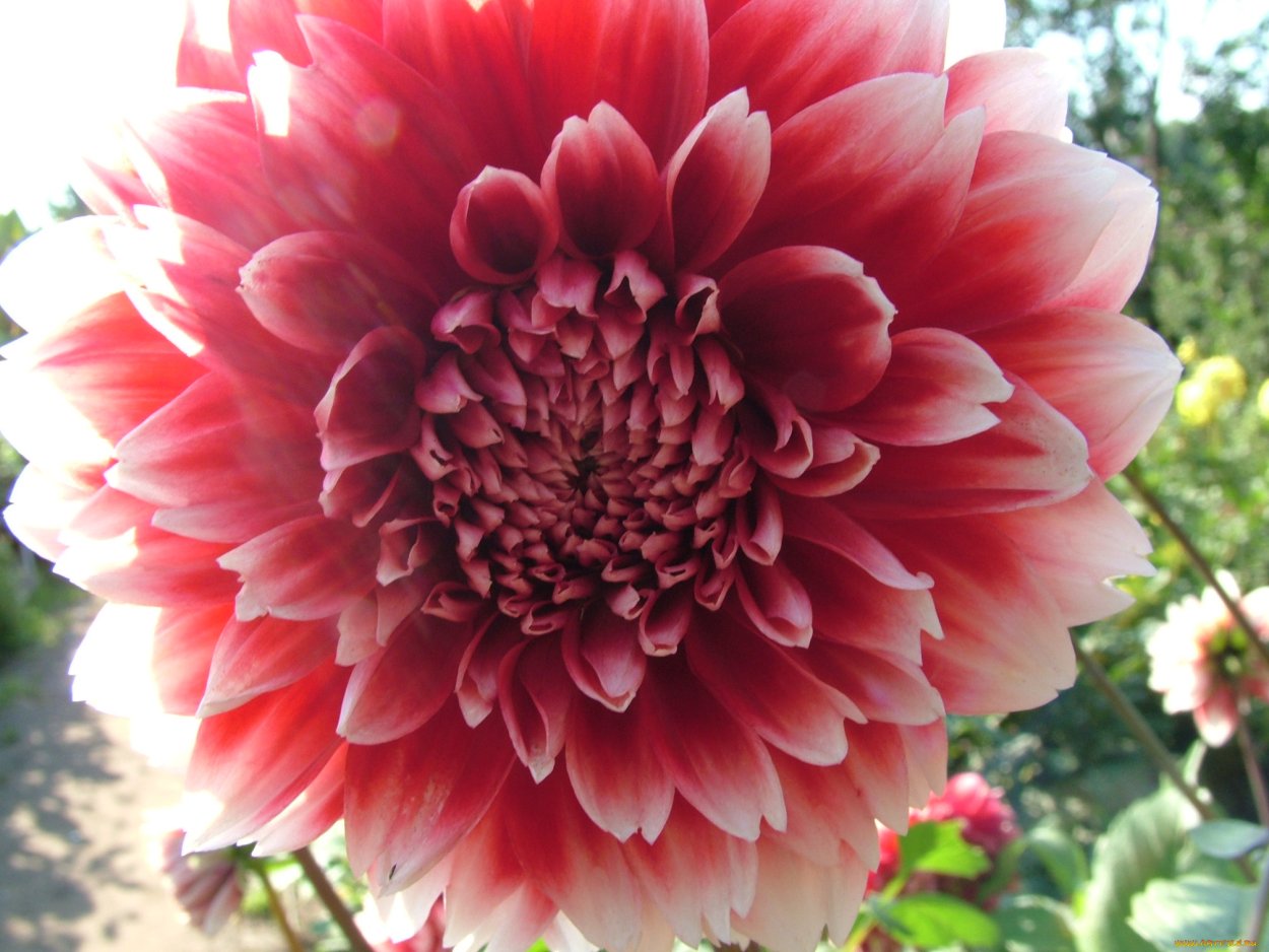 С днем рождения георгины